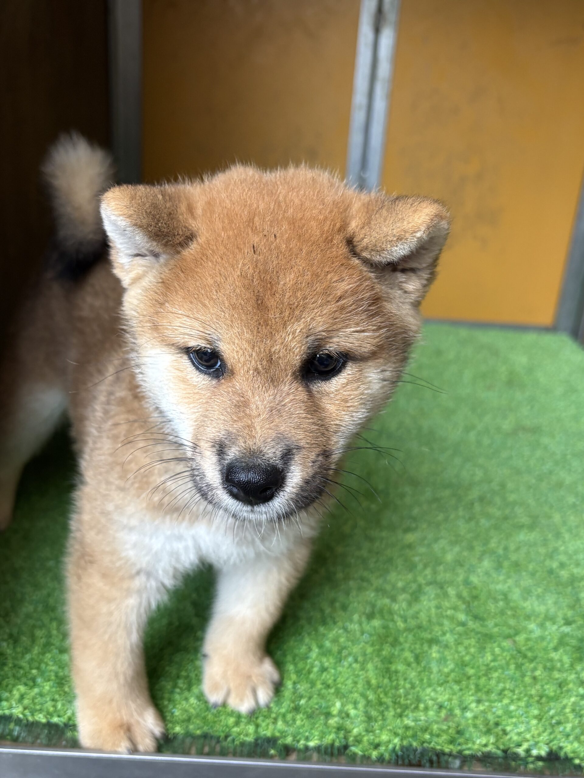 子 犬   雄    紹 介